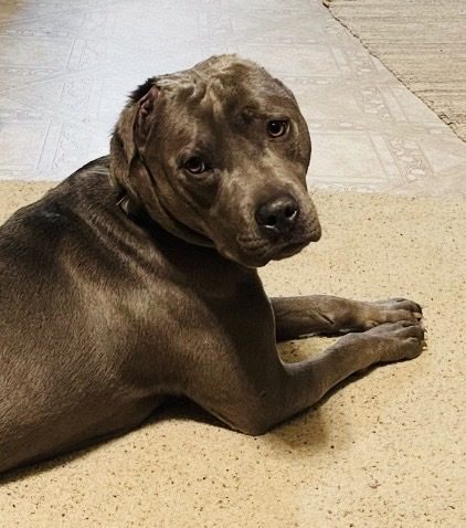 Phoenix today, lying on the carpet and looking back over his shoulder