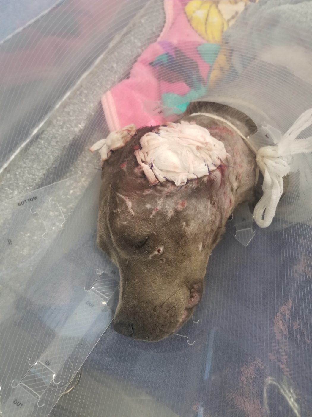 Phoenix resting in intensive care with a bandage on his head
