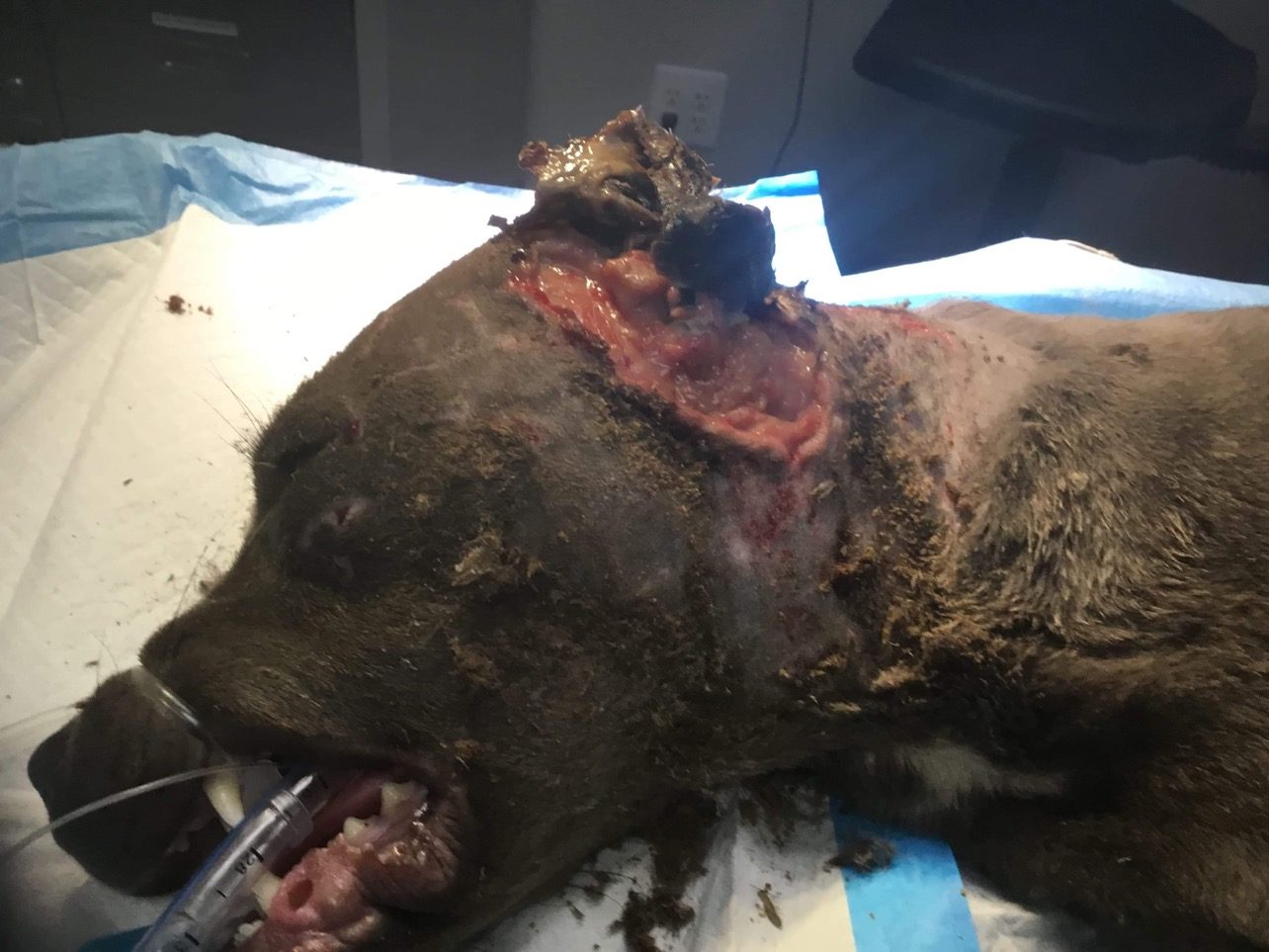 Phoenix&rsquo;s head wound during his first days in the hospital