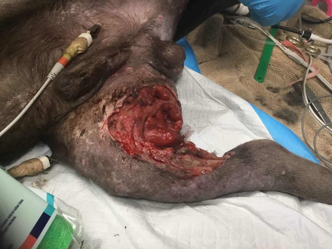 Phoenix&rsquo;s leg wound during his first days in the hospital