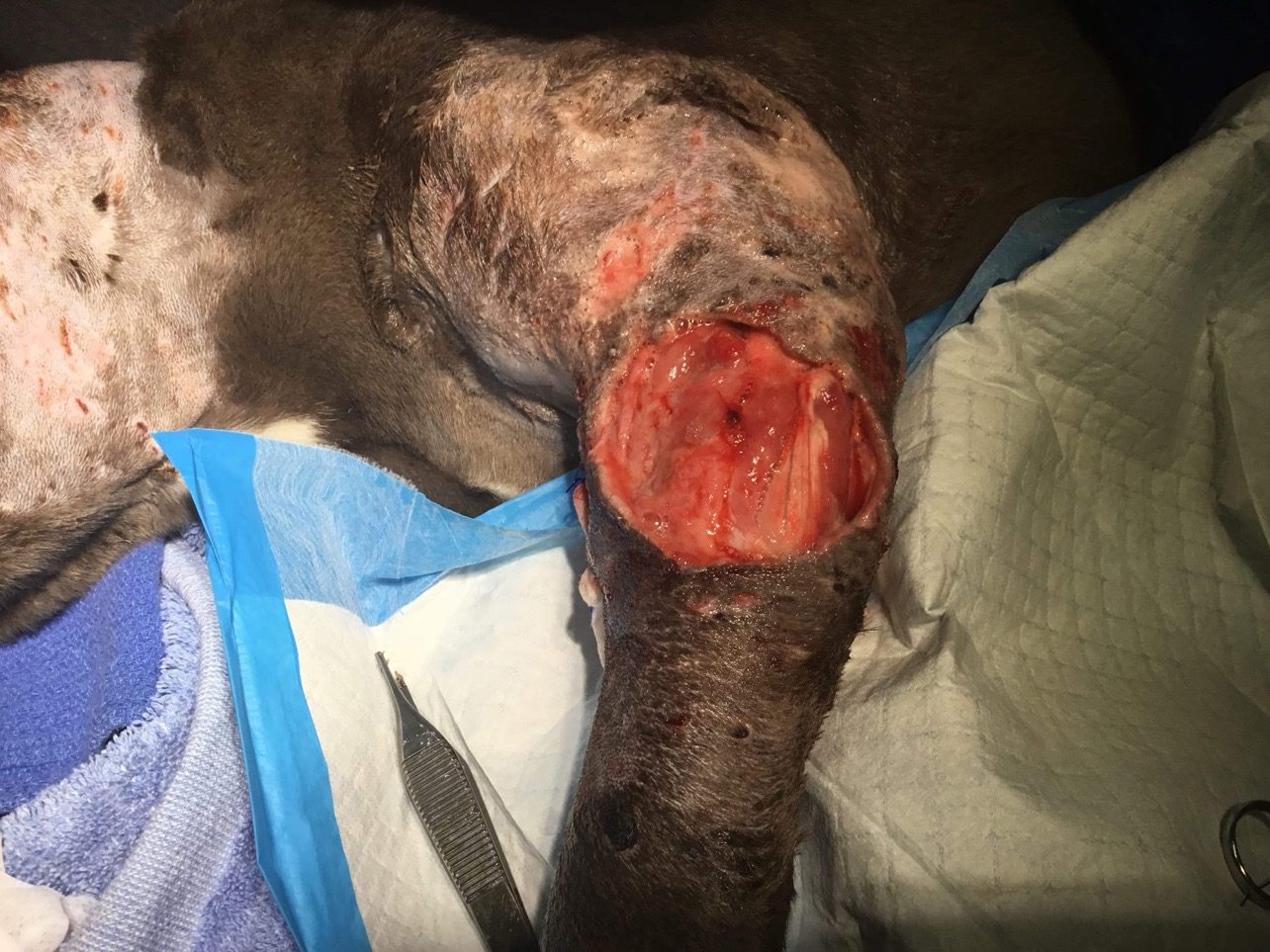 Another of Phoenix&rsquo;s leg wounds during his first days in the hospital