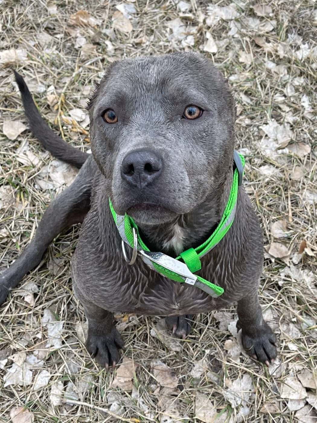 Phoenix sitting in the grass in a bright green collar