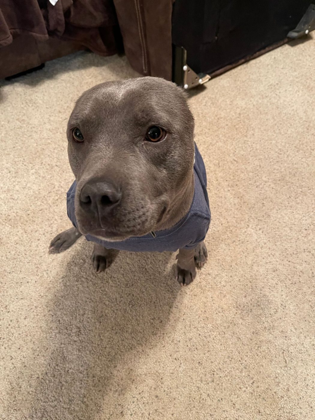 Phoenix in his sweater, looking up at the camera