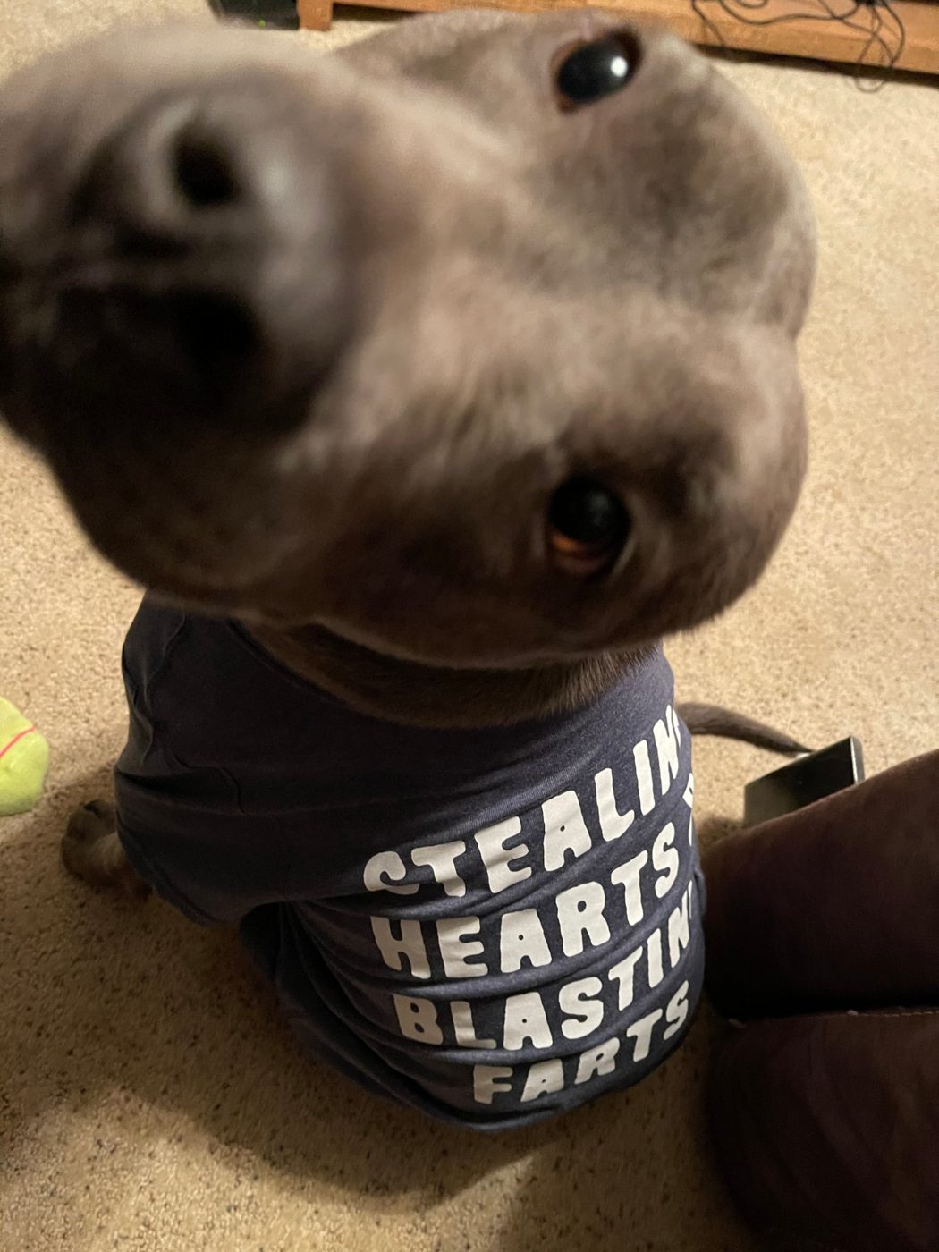 Phoenix in his &ldquo;Stealing hearts, blasting farts&rdquo; sweater